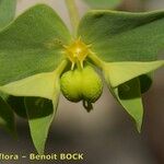 Euphorbia taurinensis Blomst