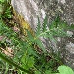 Pedicularis foliosa List