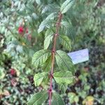 Fuchsia simplicicaulis Frunză