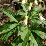 Cardamine concatenata 葉