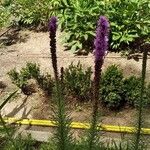 Liatris pycnostachya 形態