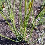 Triglochin palustris Leaf