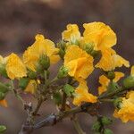 Pterocarpus angolensis Flor