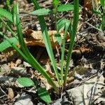 Camassia scilloides Levél