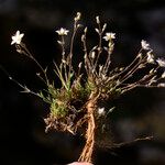 Minuartia stereoneura Flower