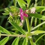 Vicia sativaÕis