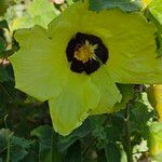 Hibiscus calyphyllus 花