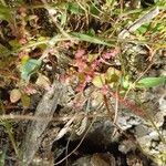 Oxybasis chenopodioides ফল