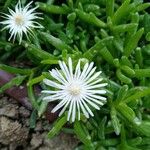 Mesembryanthemum nodiflorumFleur