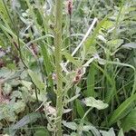 Crepis biennis Leaf