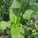 Knautia dipsacifolia Leaf