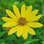 Helianthus giganteusFlower