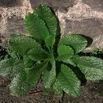 Lactuca virosa 整株植物