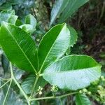 Zanthoxylum asiaticum पत्ता