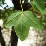 Acer monspessulanum Leaf