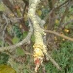 Malus domestica ᱮᱴᱟᱜ