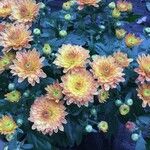 Chrysanthemum x grandiflorumFlower