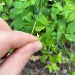 Cleome aculeata Çiçek