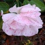 Rosa damascena Çiçek