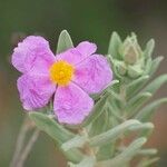 Cistus albidusFlower