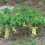 Baptisia bracteata Habit