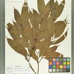 Aspidostemon longipedicellatus Otro