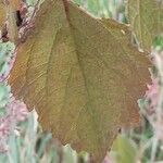 Plectranthus fruticosus Blatt