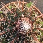 Melocactus matanzanus Blüte