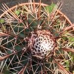 Melocactus matanzanus Цветок