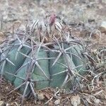 Echinocactus horizonthalonius Folha