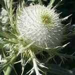 Cirsium ferox Flower