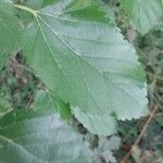 Morus alba Hoja