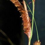 Carex hispida Egyéb