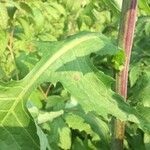 Lactuca biennis Leaf