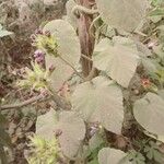 Ipomoea wightii Flower