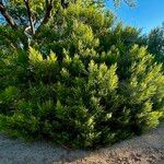 Baccharis sarothroides Hábito