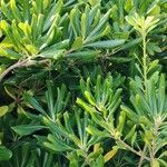 Pittosporum heterophyllumLeaf