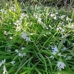 Allium triquetrum Vekstform