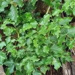 Steganotaenia araliacea 葉