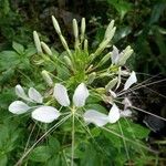 Cleoserrata speciosa Λουλούδι