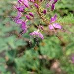 Cleomella serrulata Flower