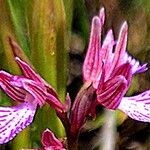 Anacamptis papilionacea Blüte