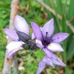 Babiana sambucina Λουλούδι