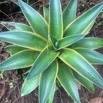 Agave demeesterianaपत्ता