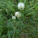 Trifolium montanum Flower