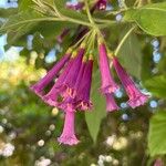 Iochroma cyaneum Blomma