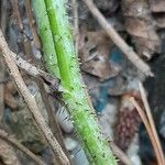 Rubus caesius Bark