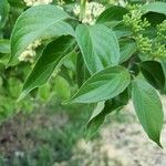 Cornus drummondii Blatt