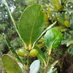 Balanops oliviformis Fruto