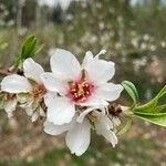 Prunus dulcisFlower